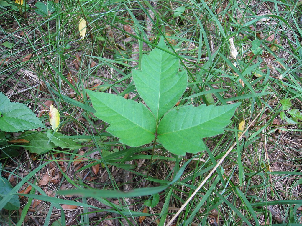Matthaei Botanical Gardens 2010 0520.jpg - I need to look this plant up.. is it, or is it not, poison ivy. I hope not since there is a lot of it along the trails.